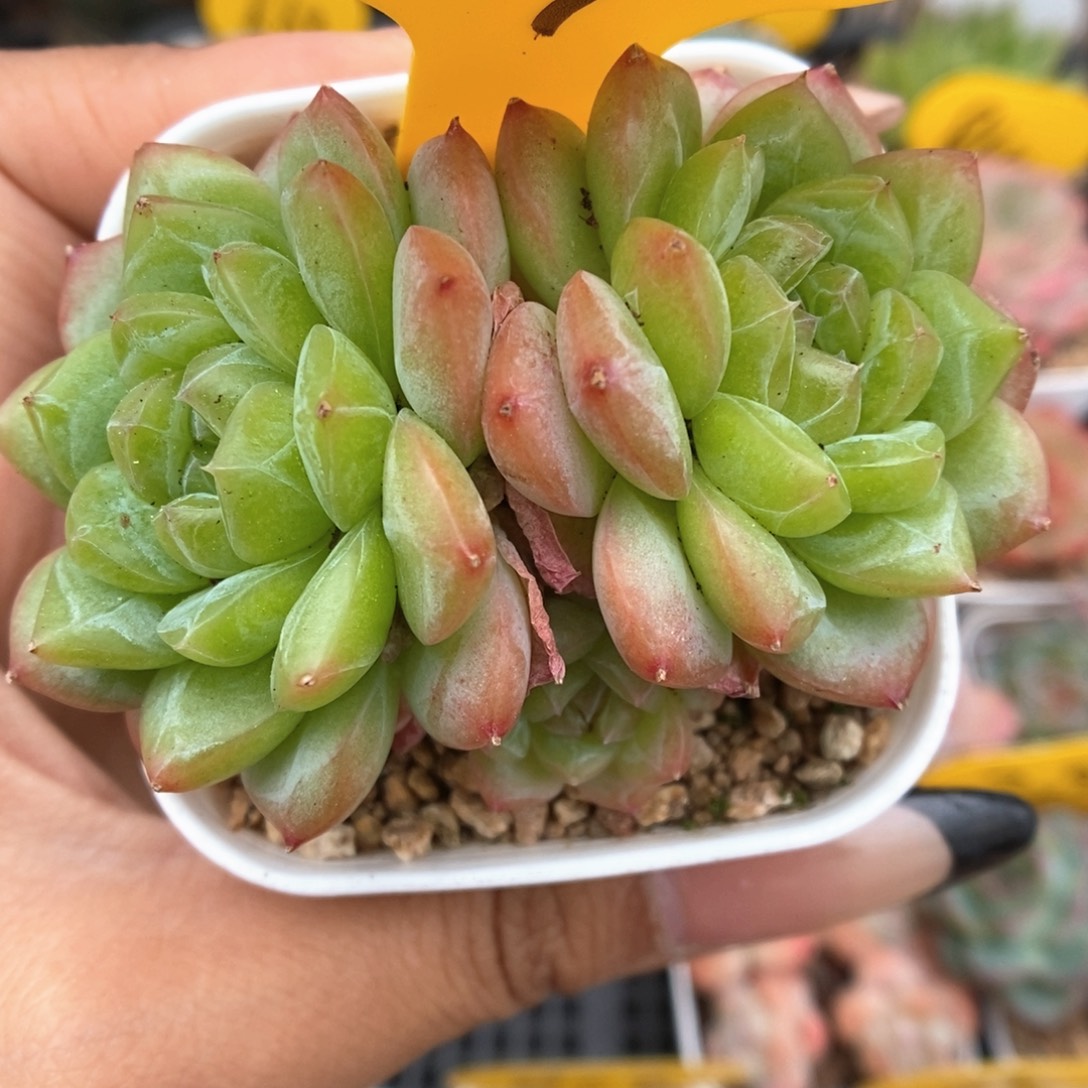 绿芙蓉群生可拍969号