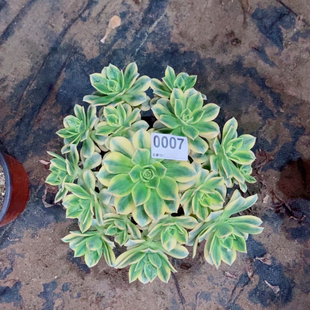 星爆0007多肉1111