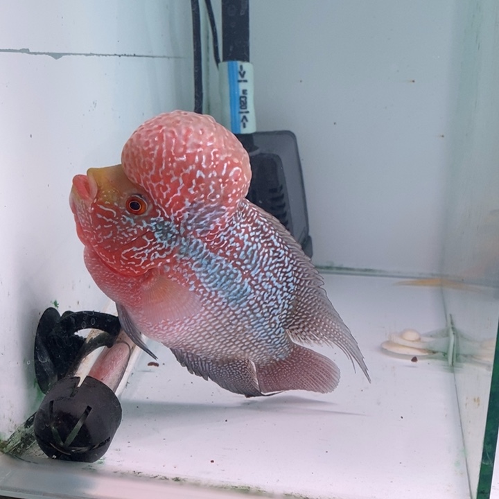 海水鱼鸿运罗汉一条aaa