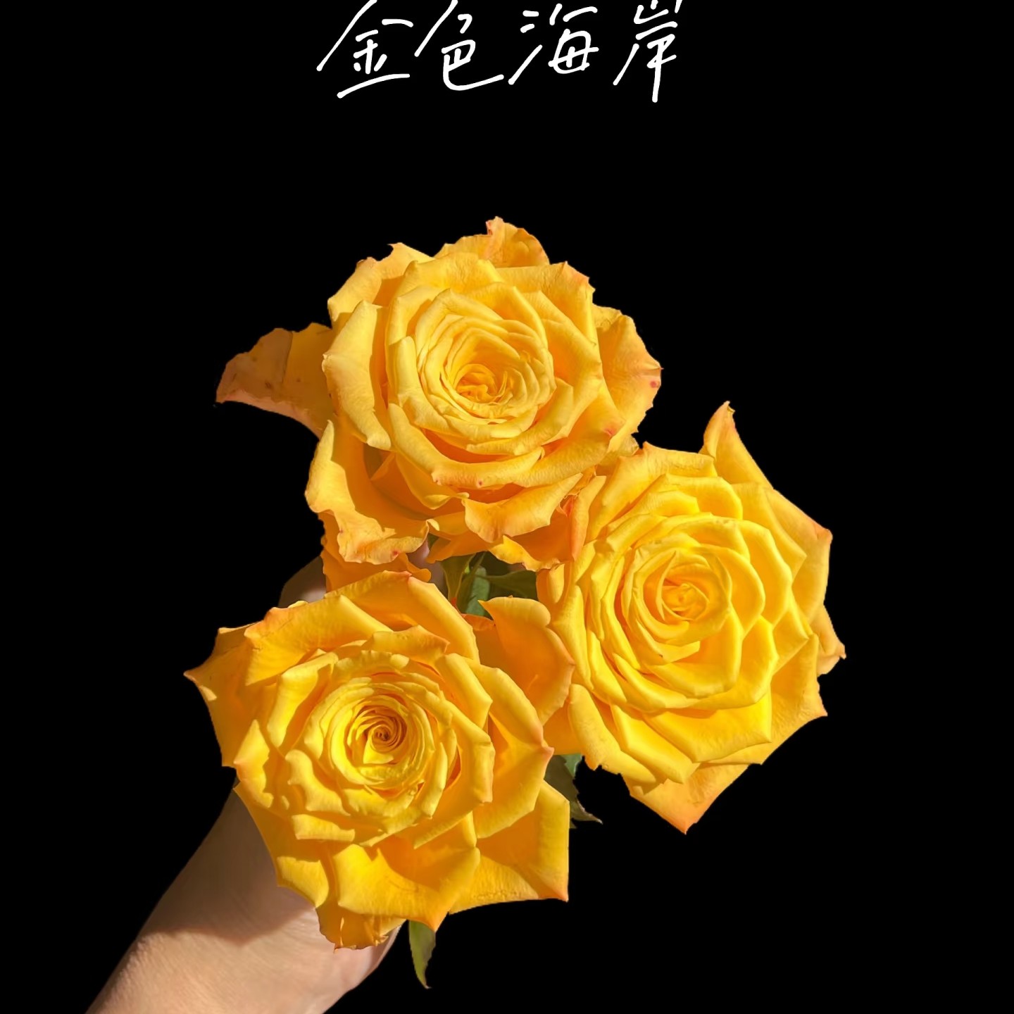 黄金海岸/阳光沙滩 月季花中苗切花灌木勤花大花玫瑰阳台庭院盆栽