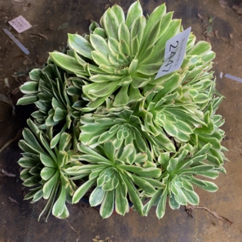 碧浪多肉植物2447