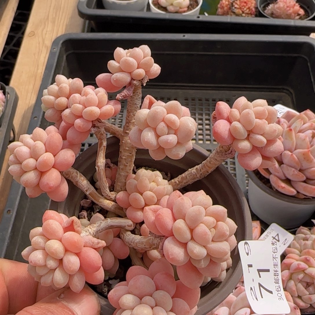 鱼子酱老桩一颗脱土发货