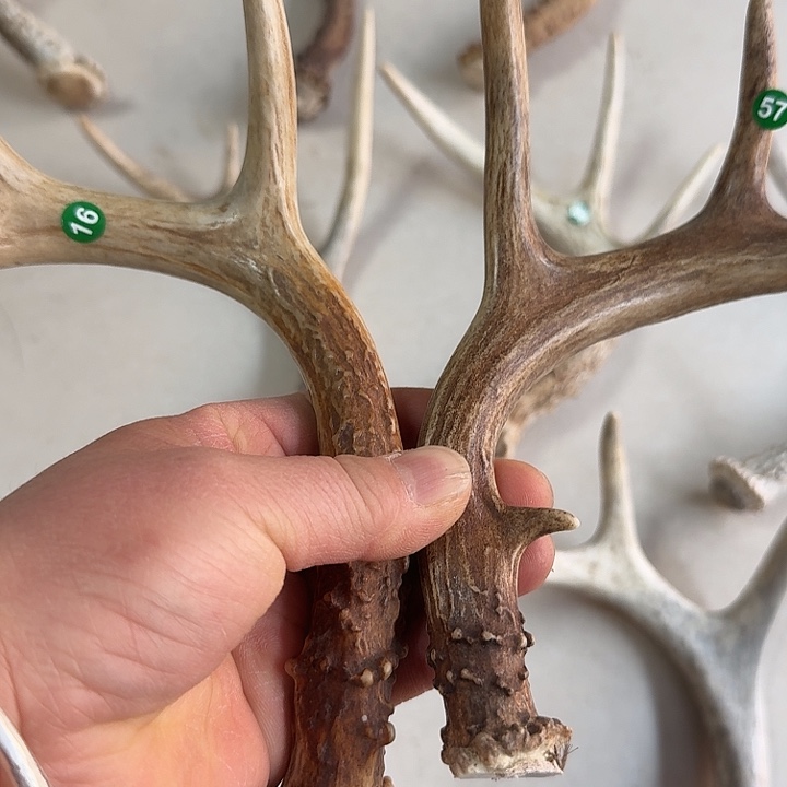 香榧木工艺品鹿角手把件