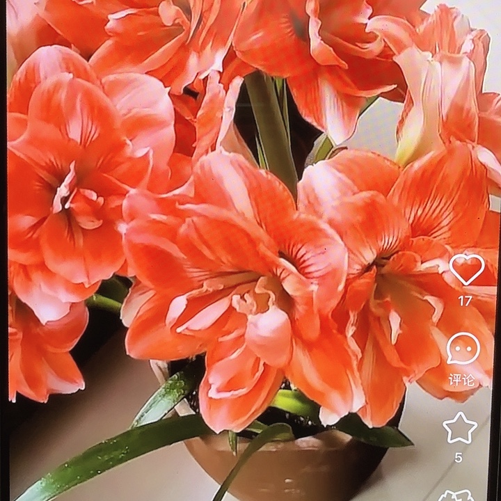 双重闪耀直径6-9基地球