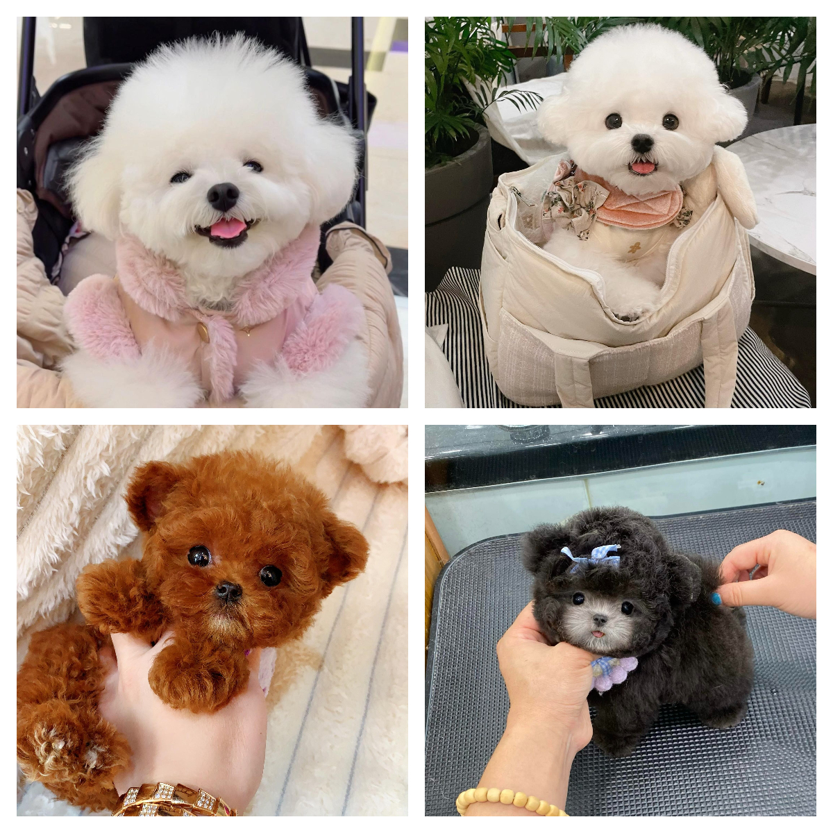 活体宠物狗狗专用链接Ⅰ