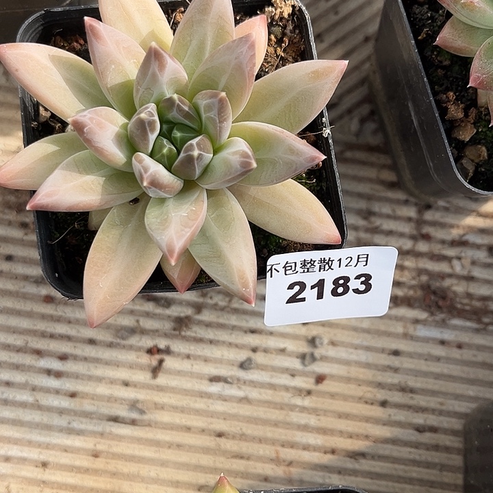 ****梓阿雅园艺。      2183白骨精