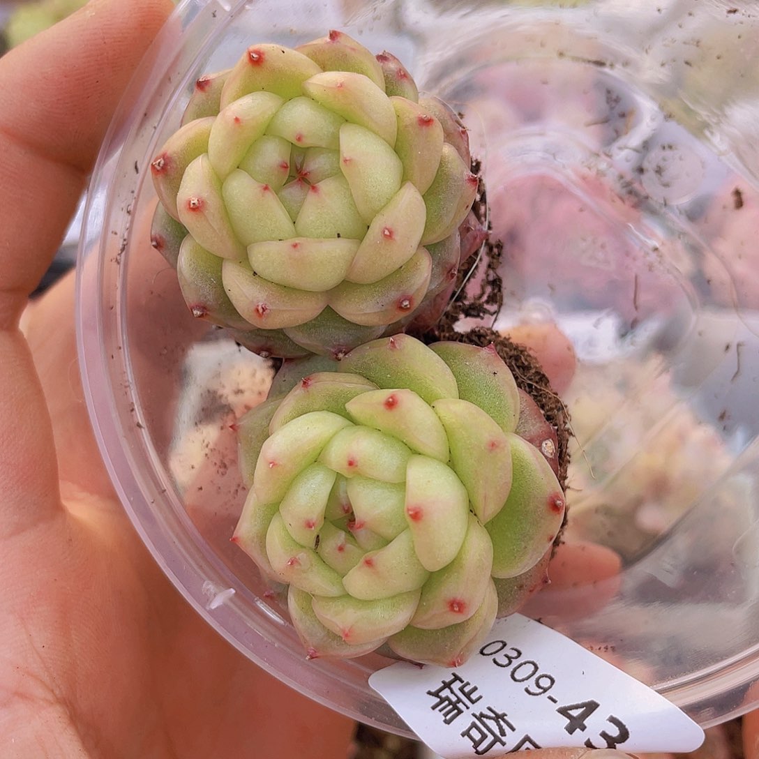 00000000000043量拍