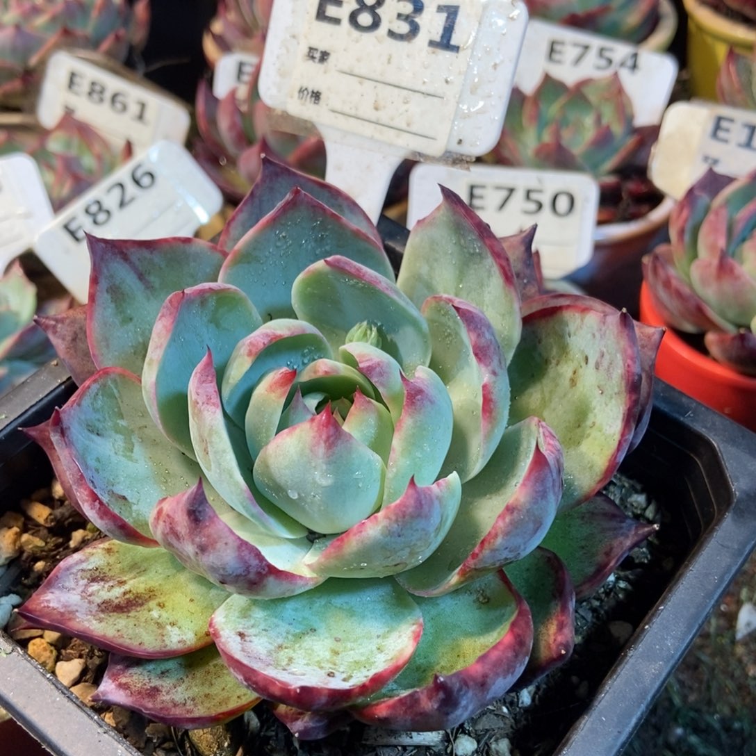 惊鸿一瞥831惊鸿