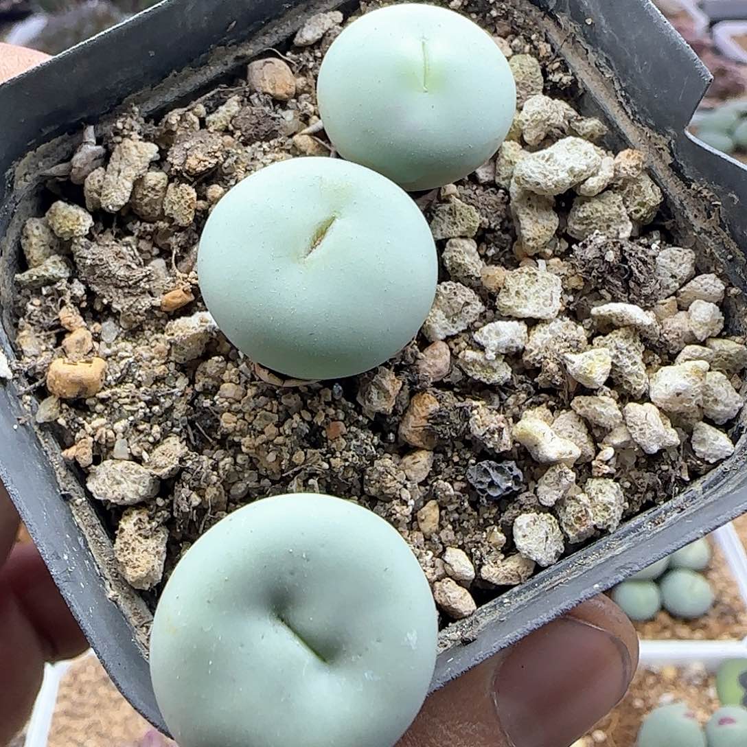 脱土年后发货23886