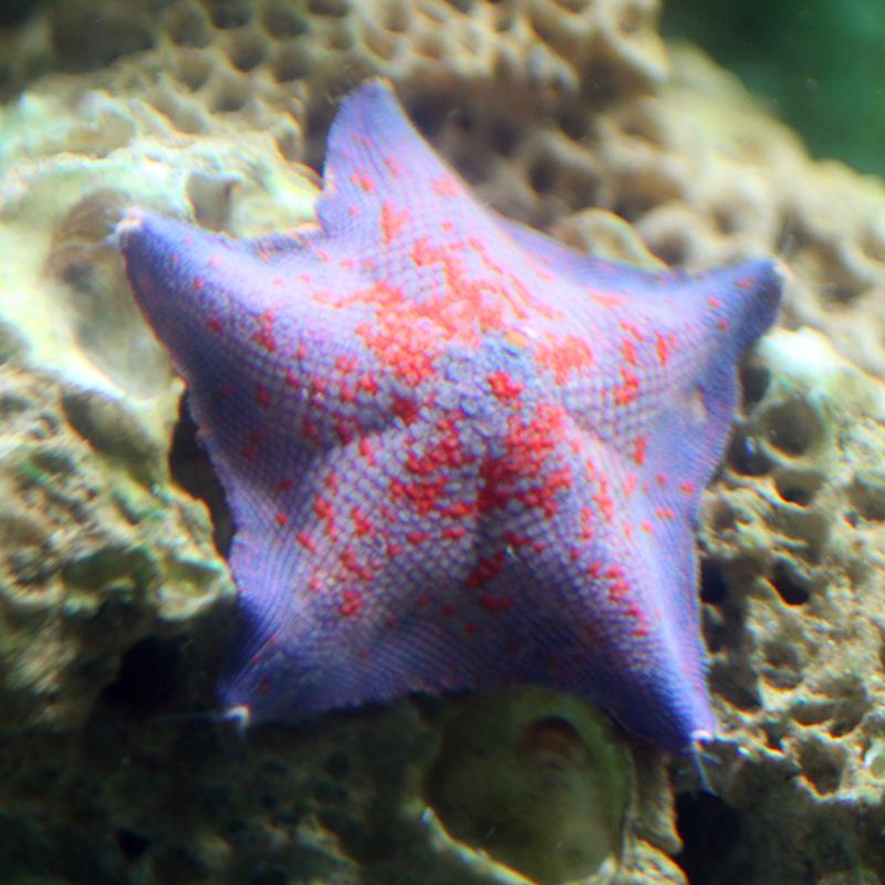 派大星观赏海星水族宠物翻沙海洋生物海缸小宠物海底生物包活