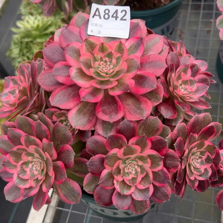 842云荷22厘米左右