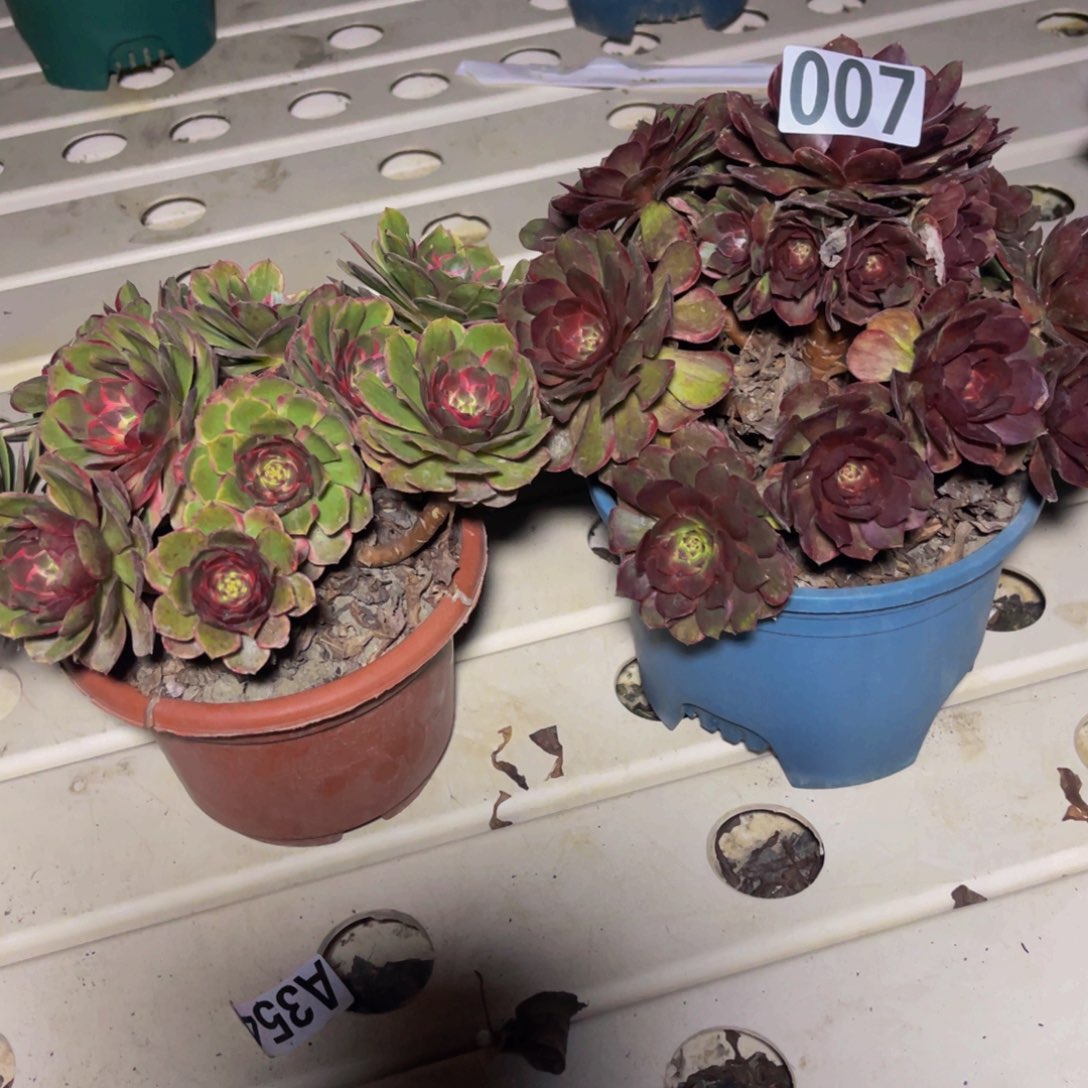 两盆法师7////////5包邮