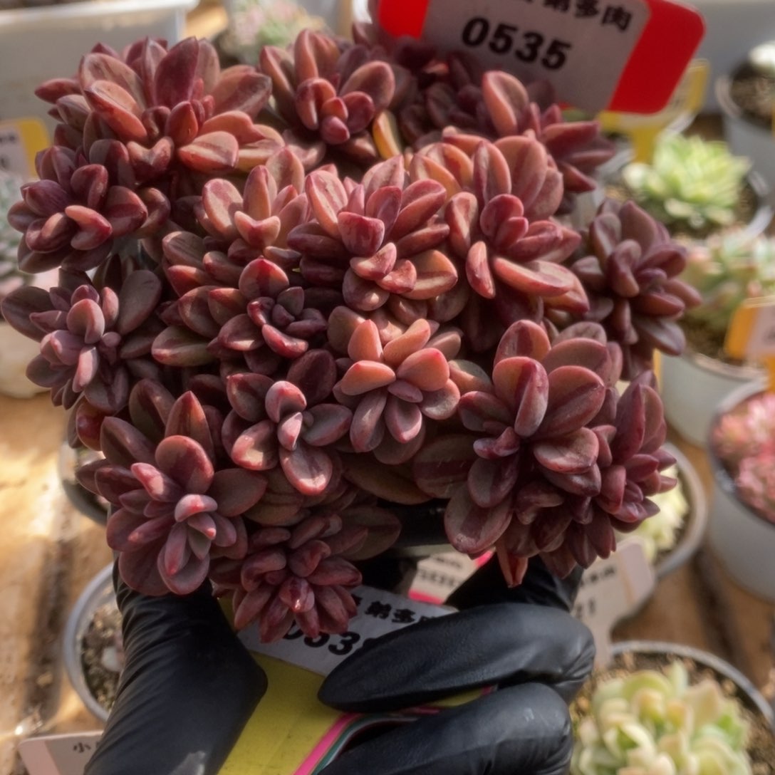 535紫薰锦锦锦锦锦锦