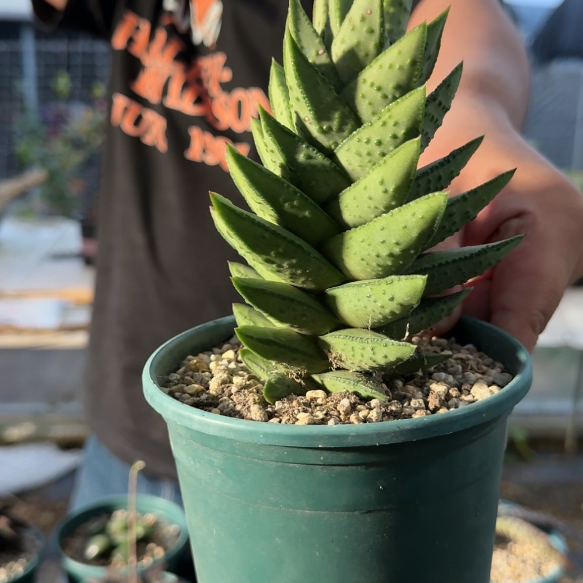 【闪购商品】白肌赤耳呵呵呵呵10