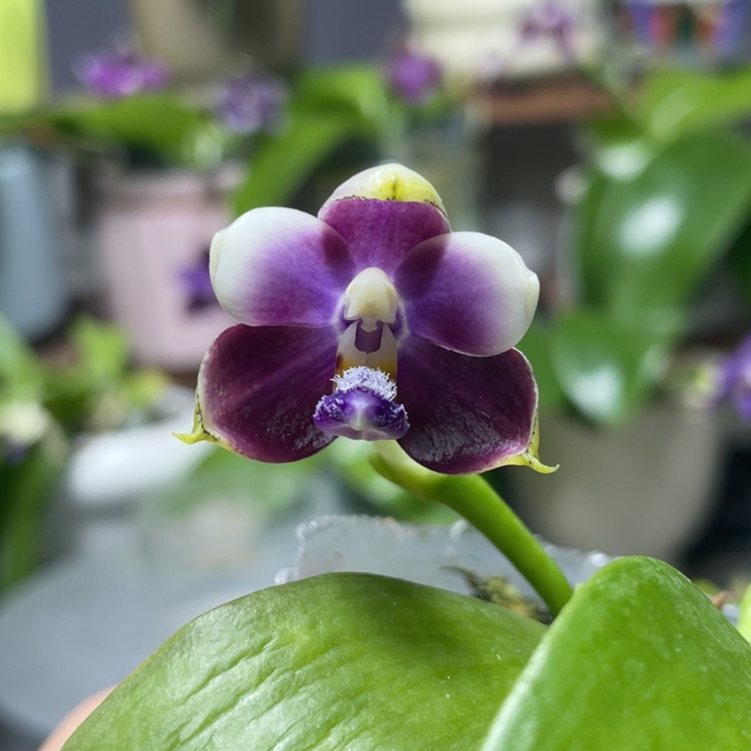 完全开放鱼鱼交飞鹰交珍，根不多，元旦炸