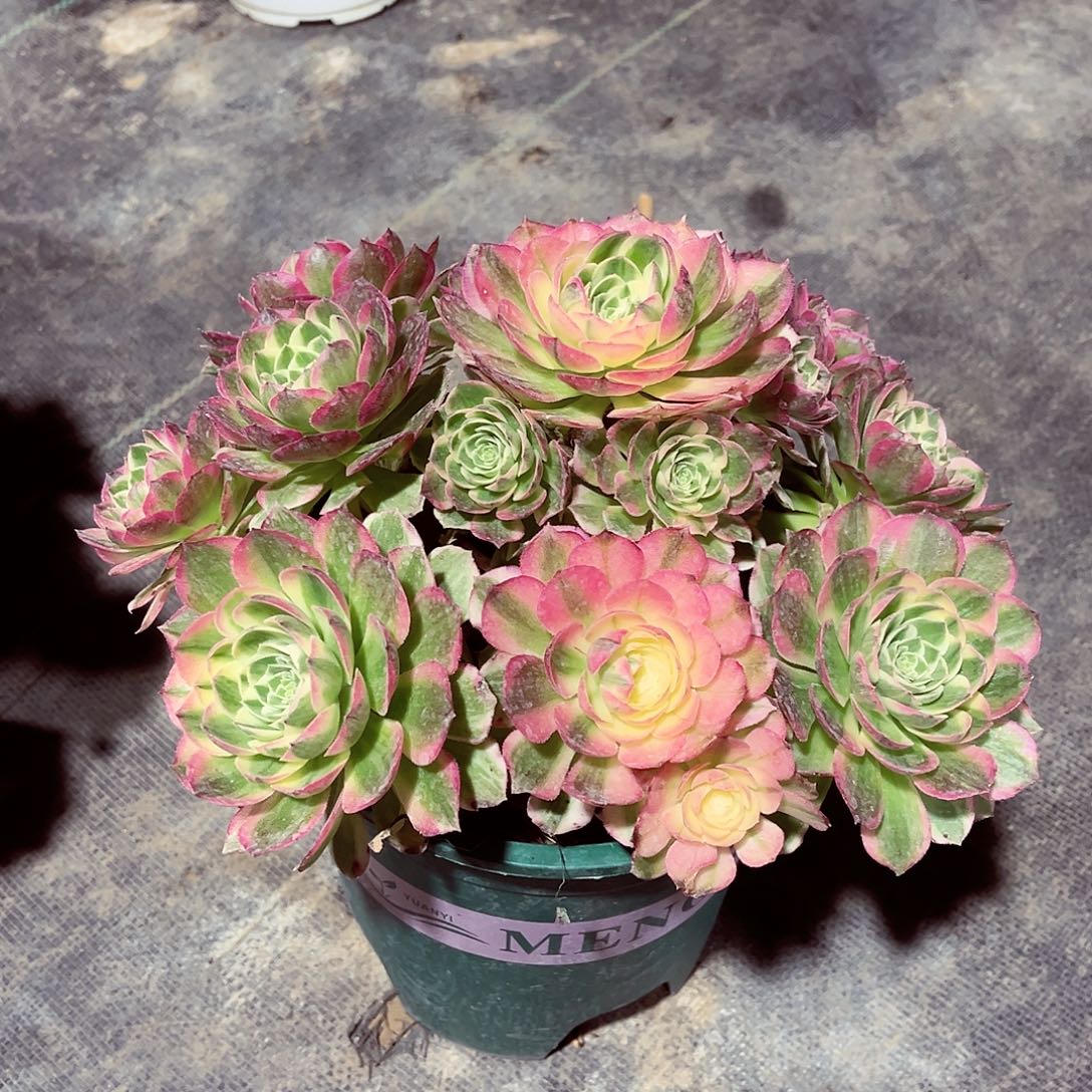 法师多肉漂亮漂亮