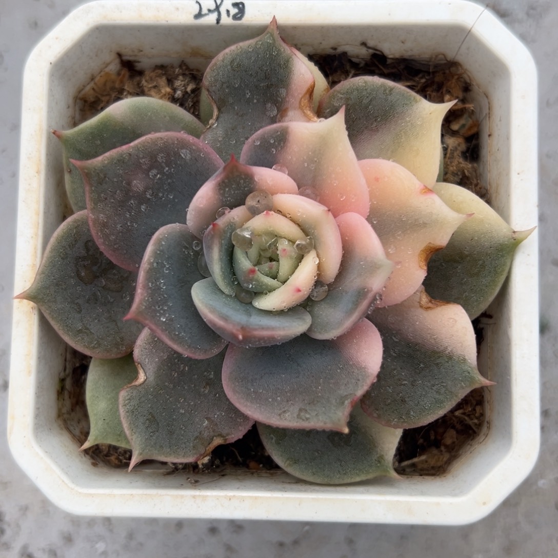 火***柴贝加尔湖花脸锦（有伤）