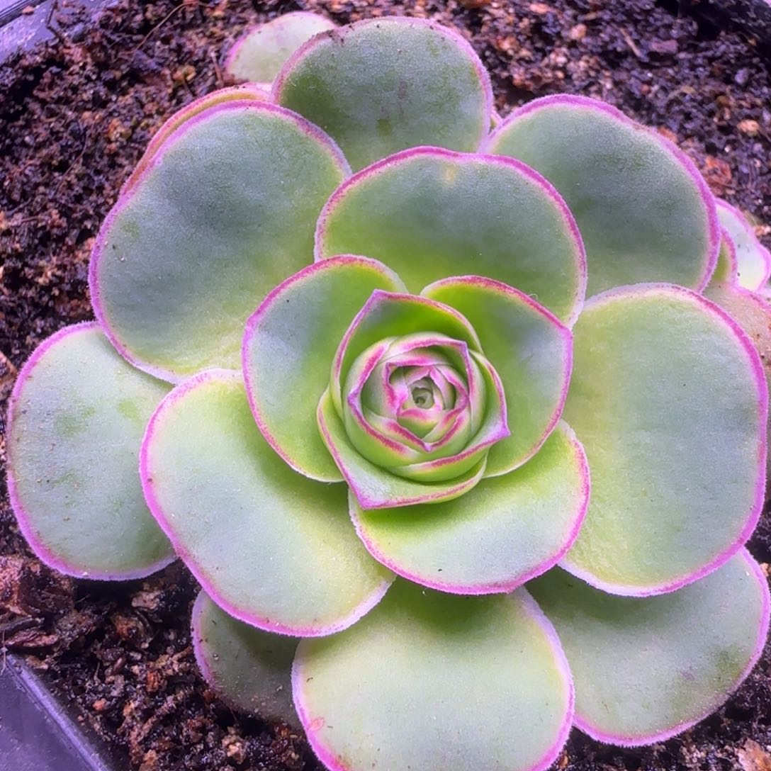 米奇头蝴蝶叶片6.5厘米46466464