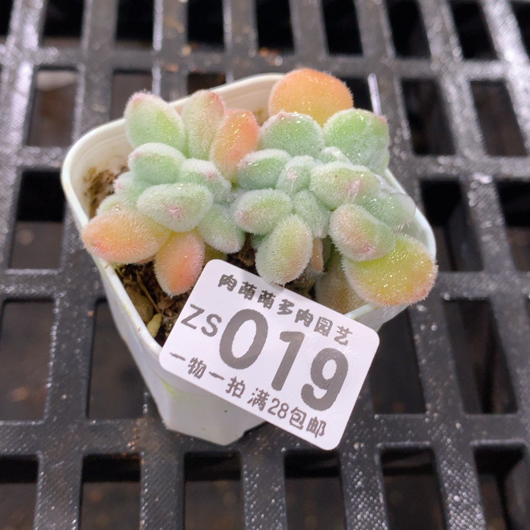 肉萌萌拇指盆精控多肉ZS019