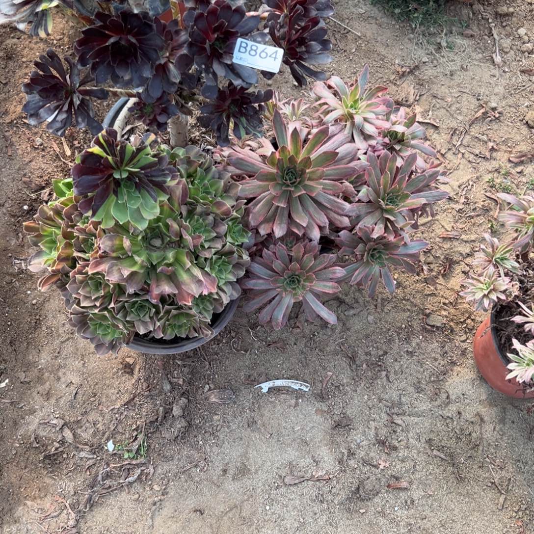 丹***妮864三颗组合多肉植物法师