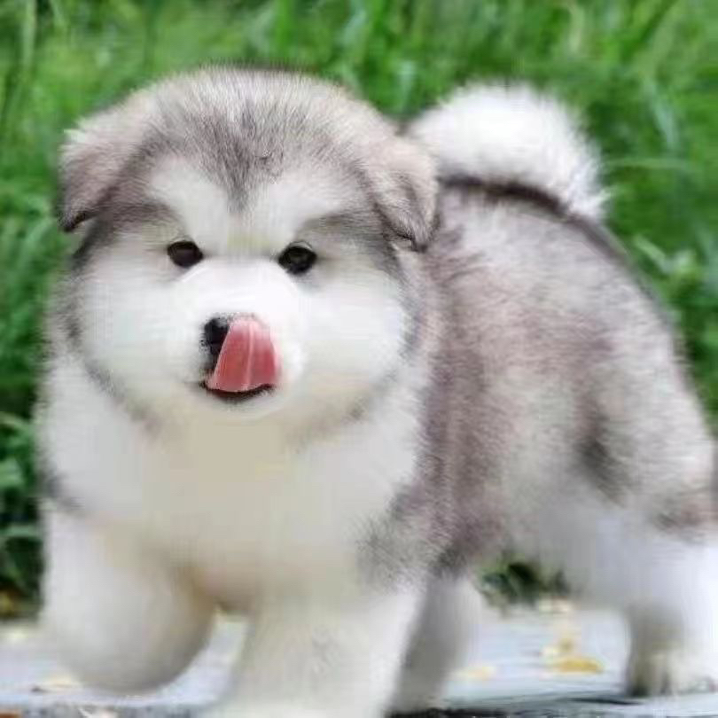 阿拉斯加家庭宠物犬