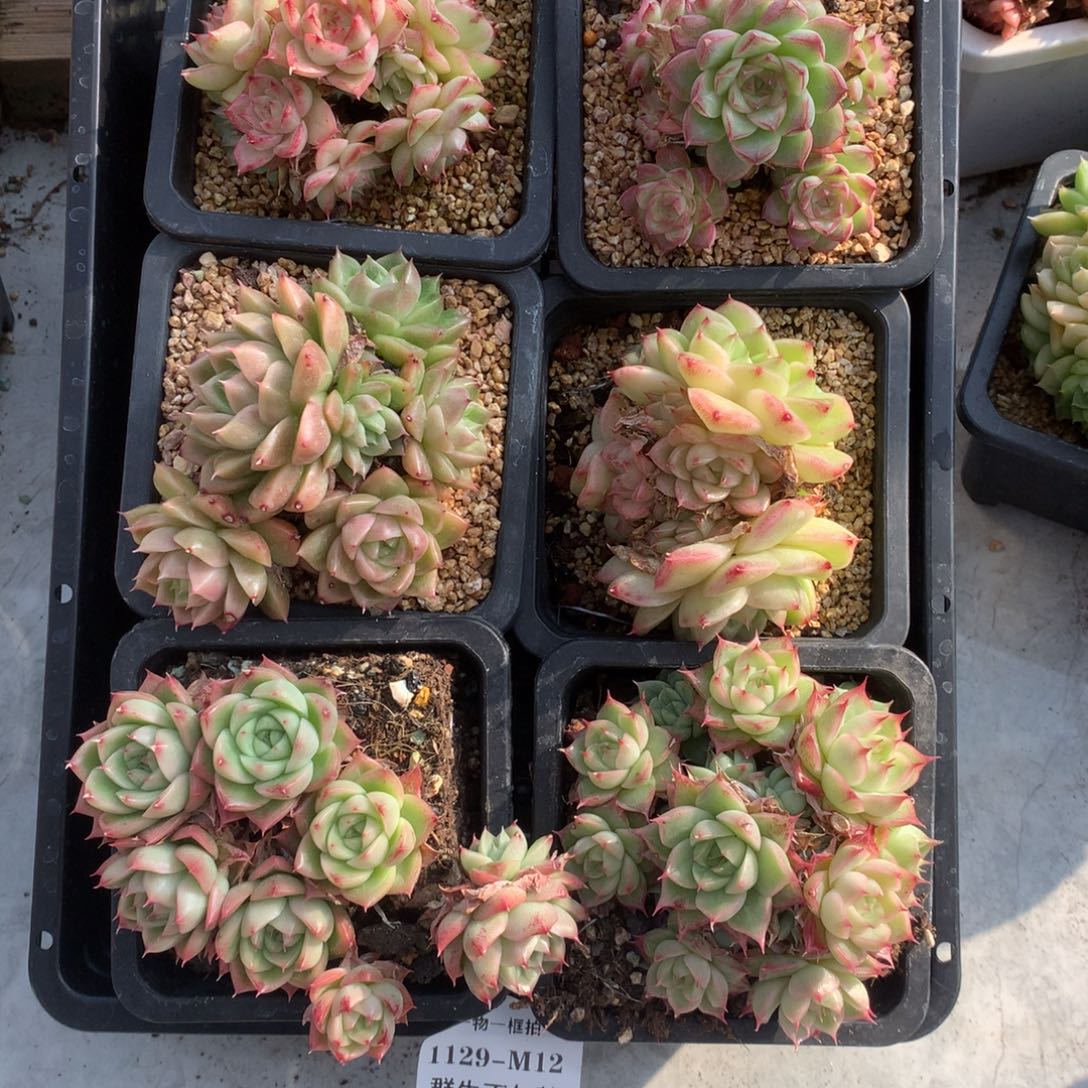 物 一框抬 1129-M12 群生不6 颗