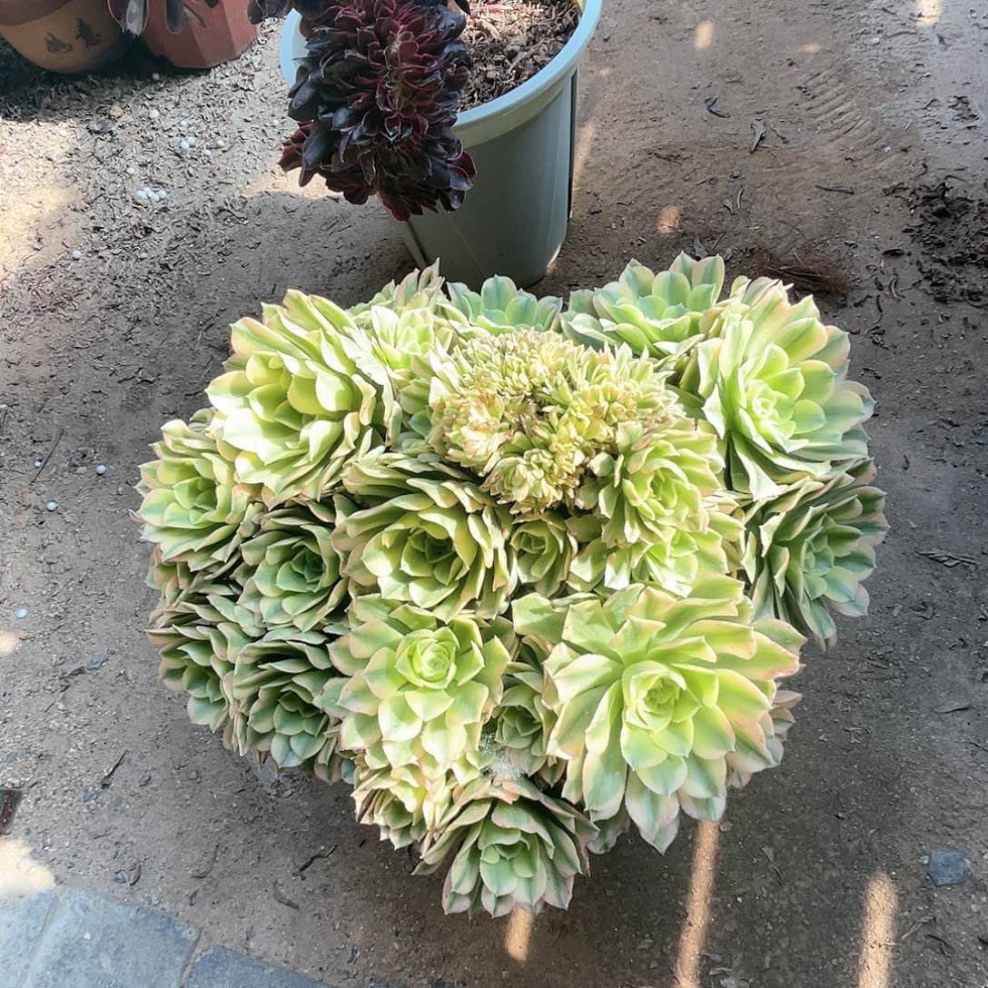 【闪购商品】艳凝 漏