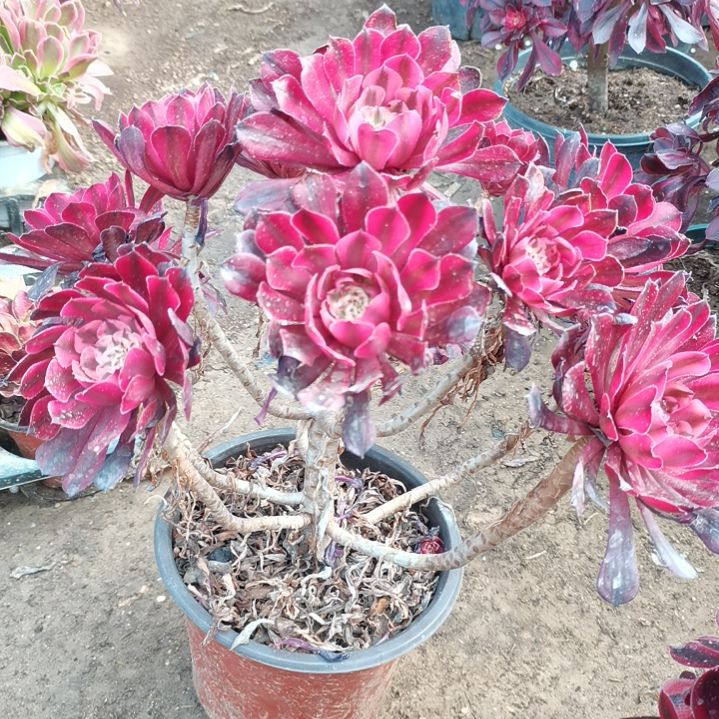 铜壶超白锦多肉法师多肉4