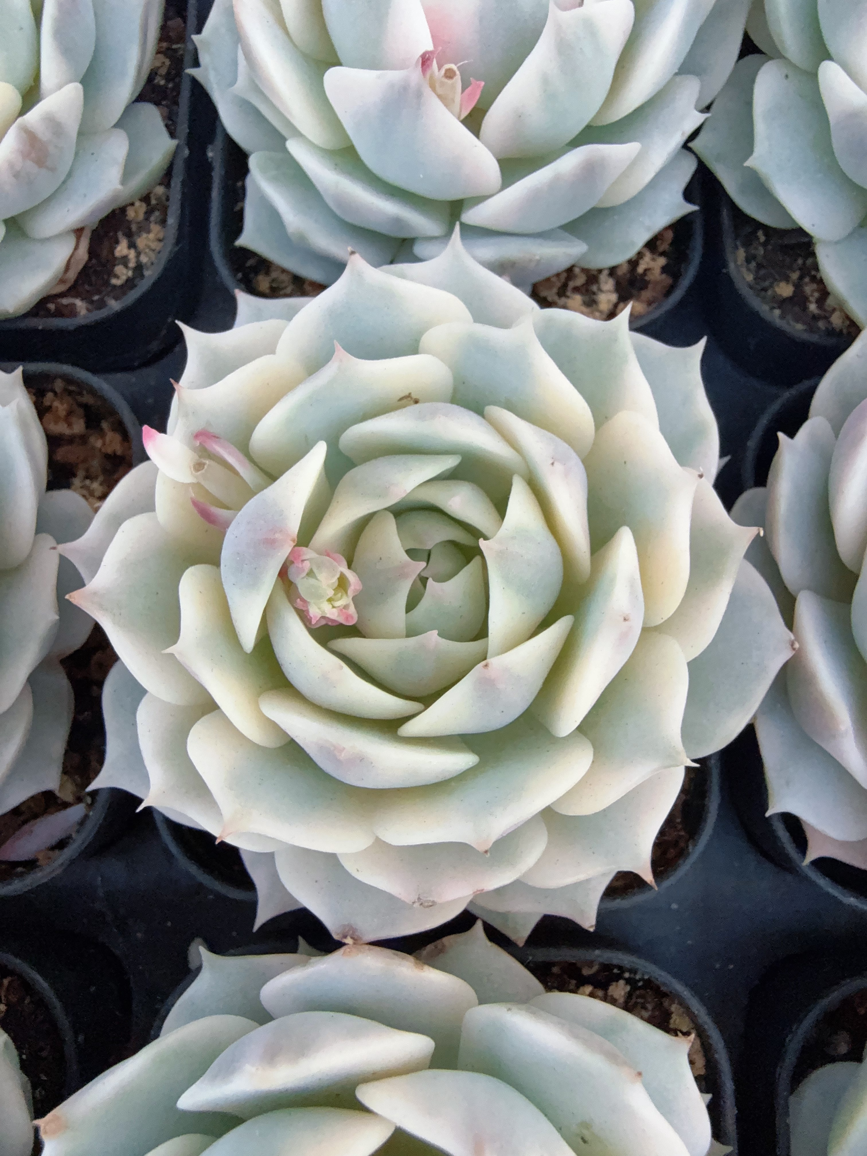 70#白覆轮露娜莲锦（4-7cm）带盆土