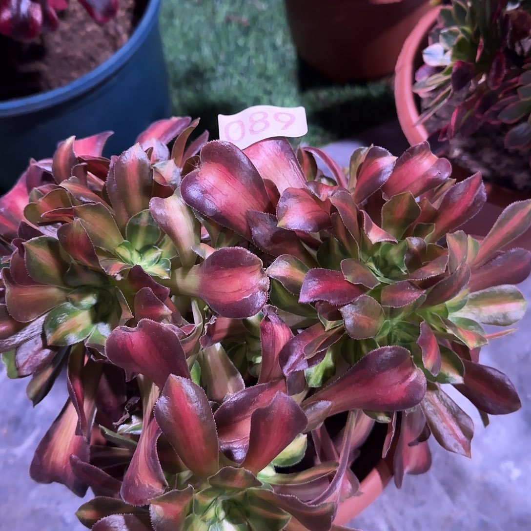 多肉植物法师那家皇后089