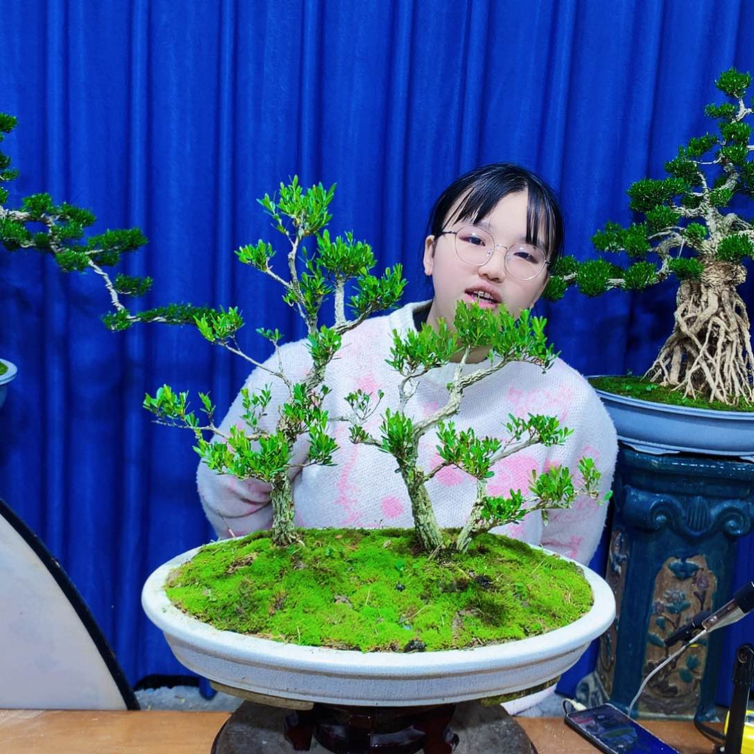 黄杨盆景一物一拍用****6