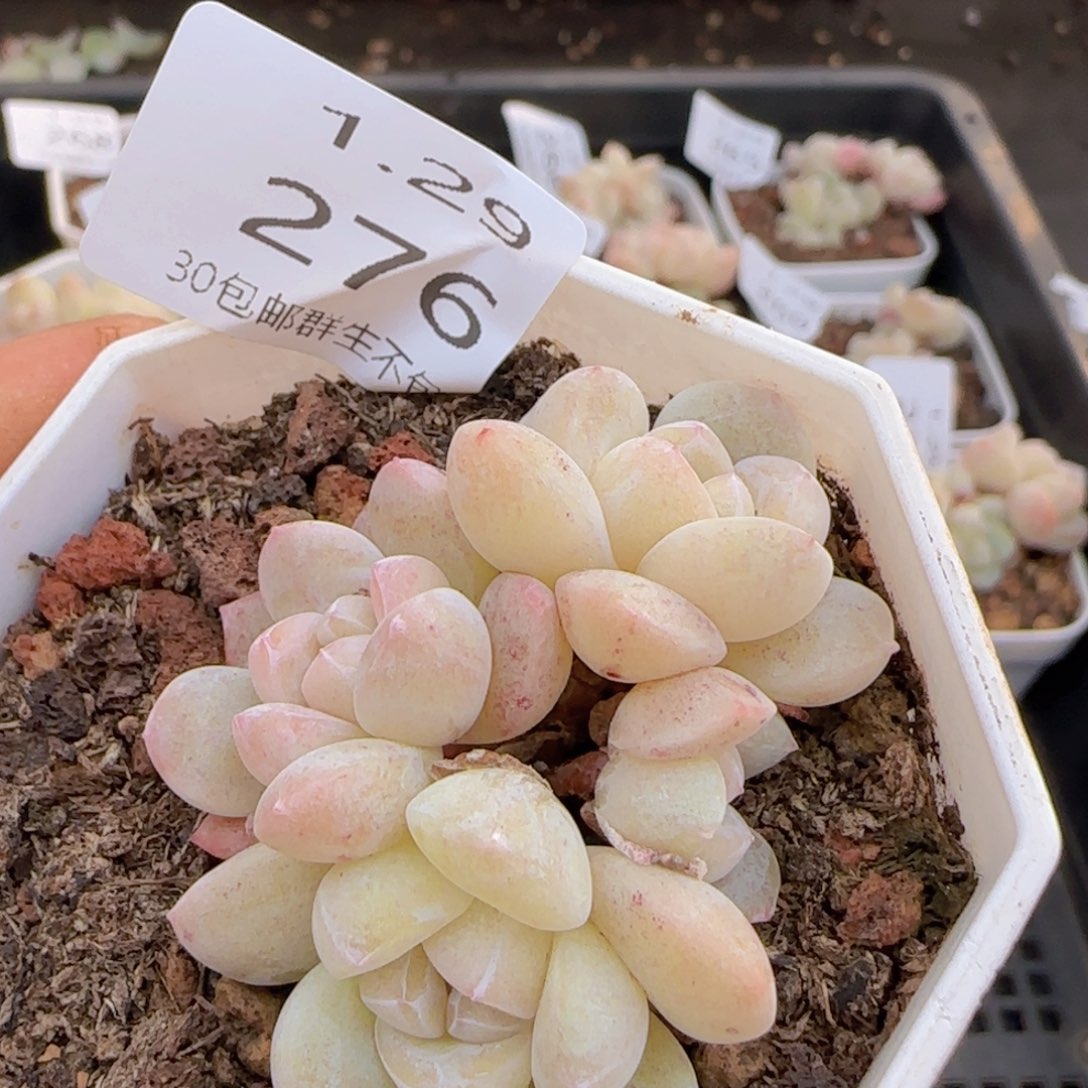 四头冰玉一颗脱土发货