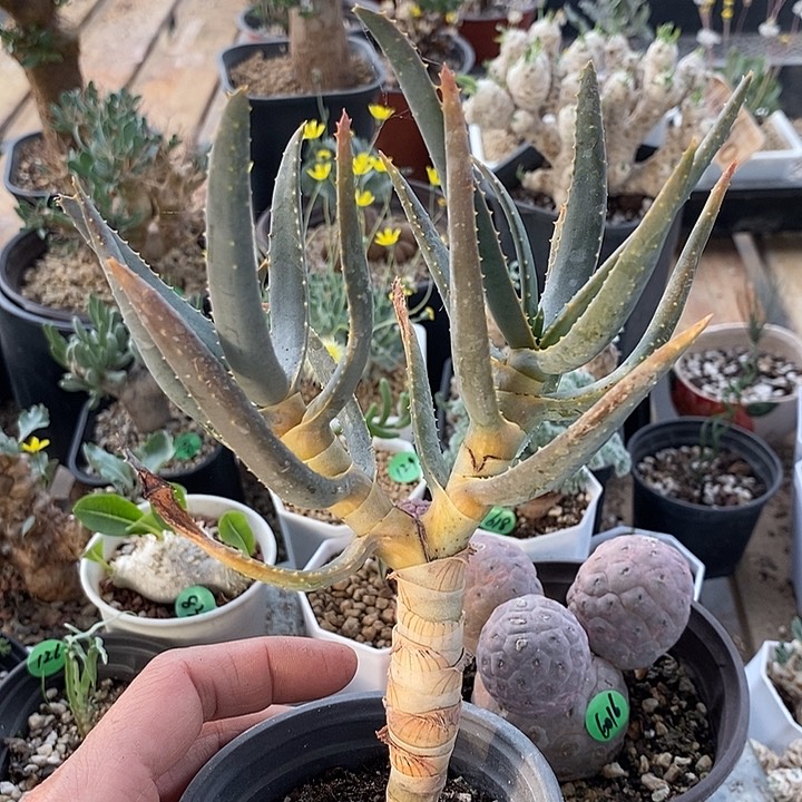 6017多岐芦荟一带盆