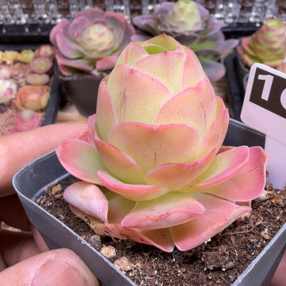 幽兰163山地玫瑰