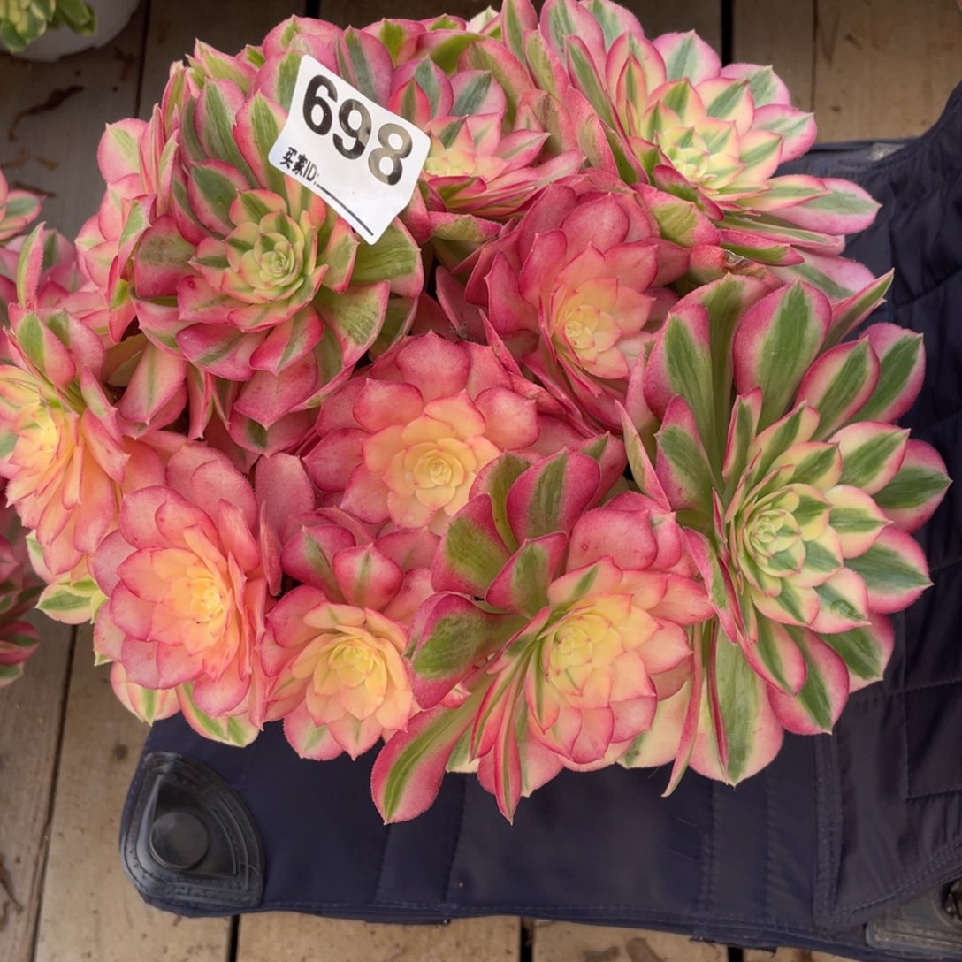 喵***嘻698倾城多肉植物保护