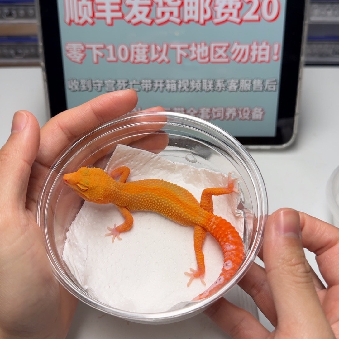 豹纹守宫贝尔蜜桔