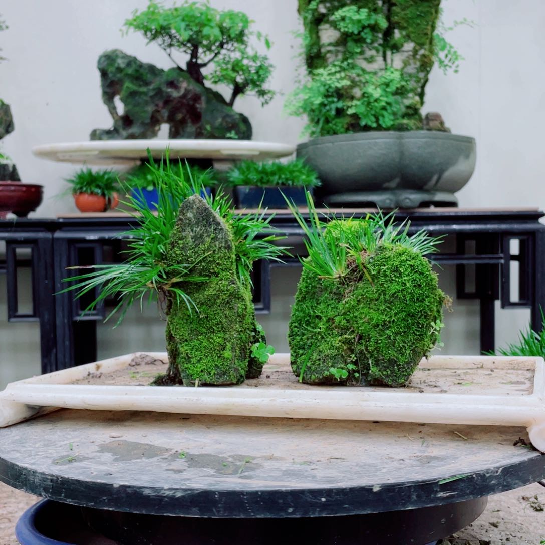 无铅玻璃李*墨铁线蕨和蕨类等作物和花卉