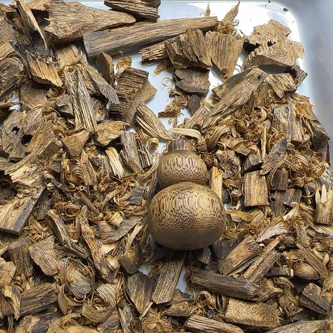 沉香沉香碎屑小葫芦3.8克