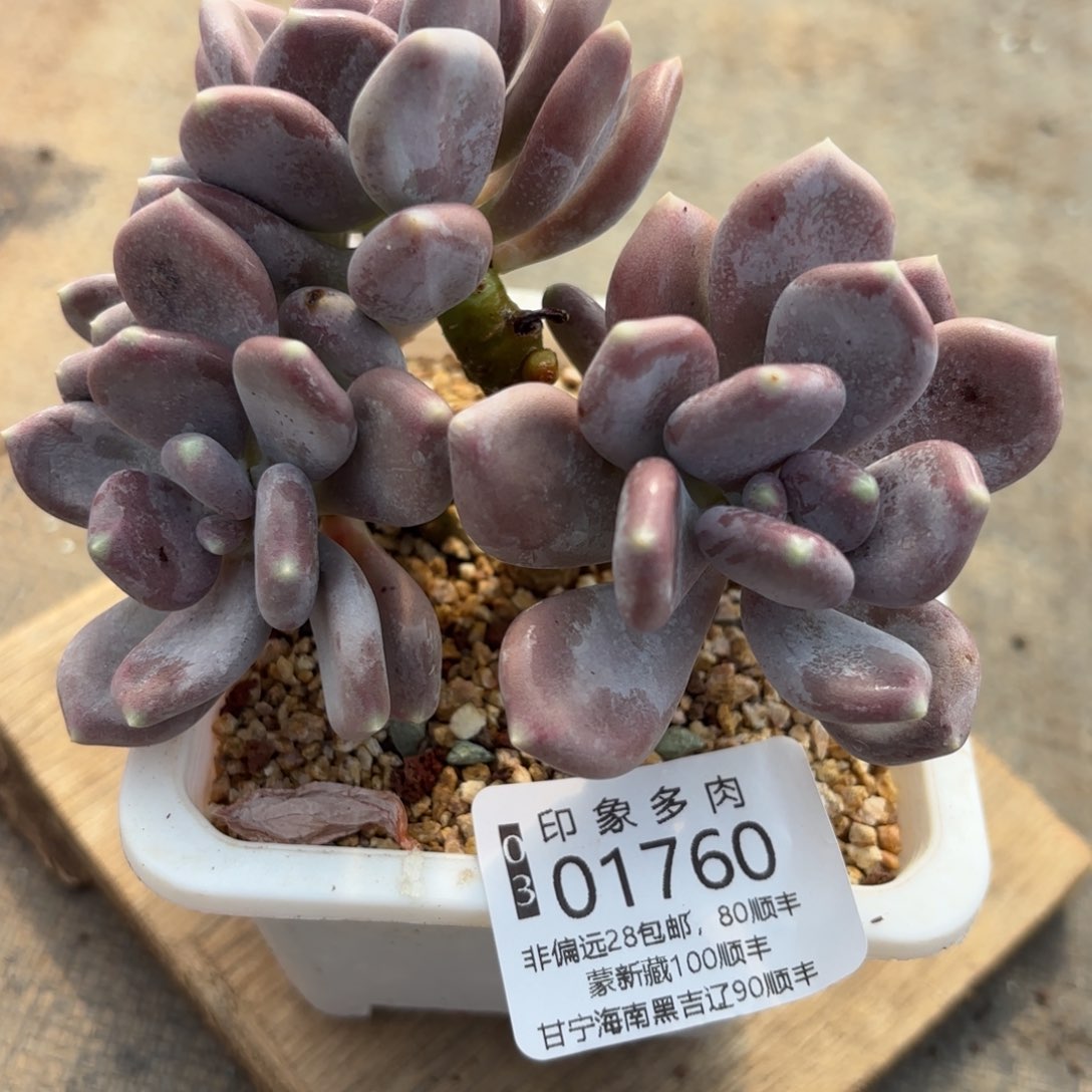 多肉植物01760gg