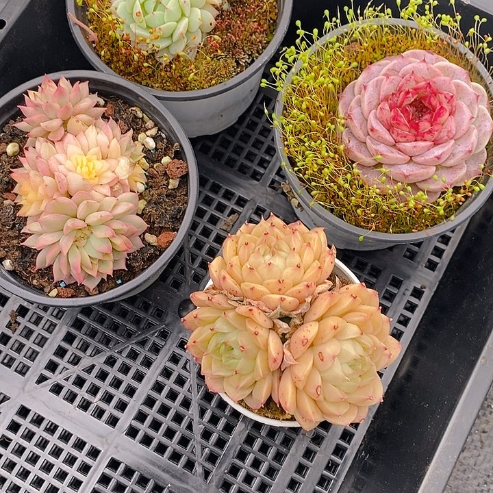 188 多肉植物盆栽花卉植物