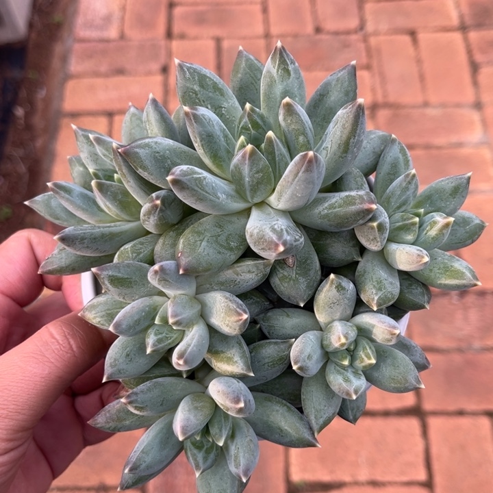 重楼，6头，无砍平头