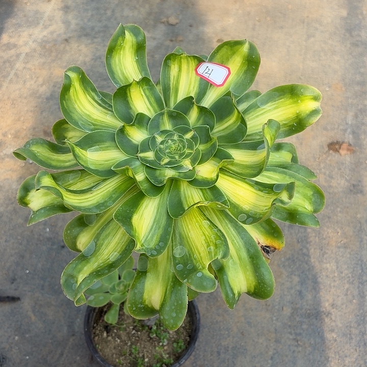 长腿宽锦暴君121多肉植物