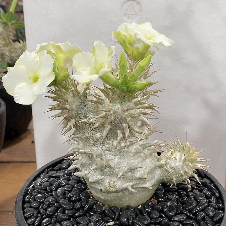 151白花象牙玉6666666哈哈哈哈哈哈哈