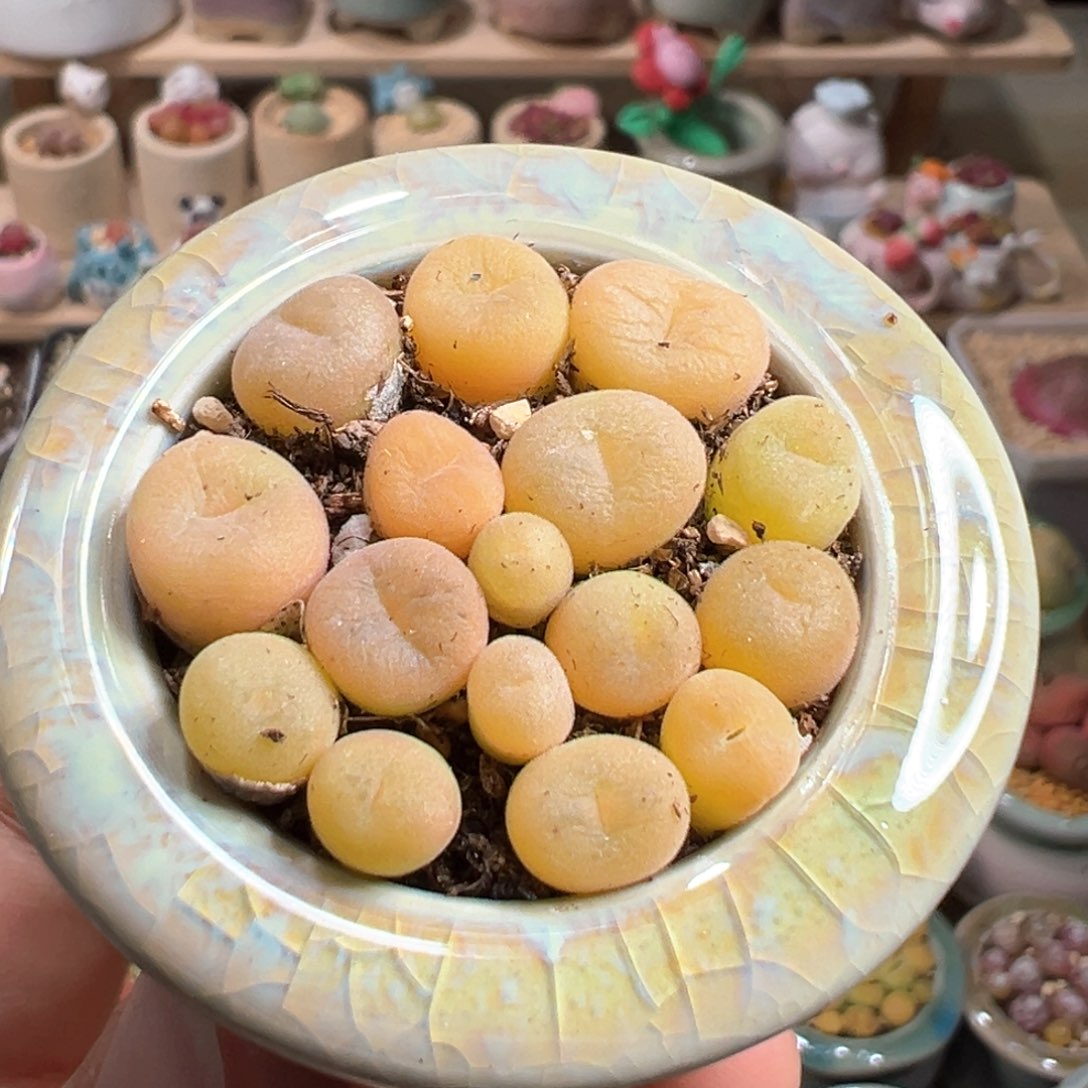 多肉植物163号空卡