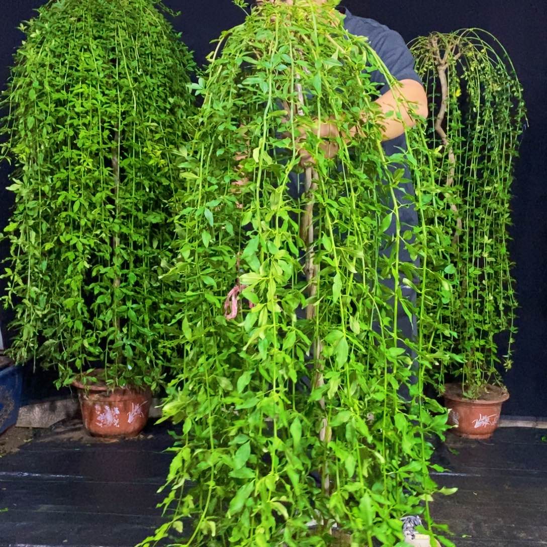 探春花，一物一拍，