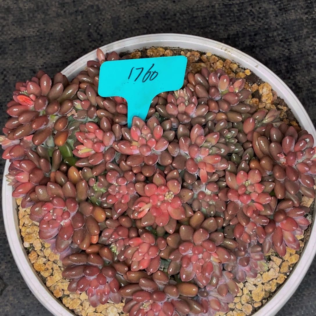 1760号晚上多肉植物群生多肉