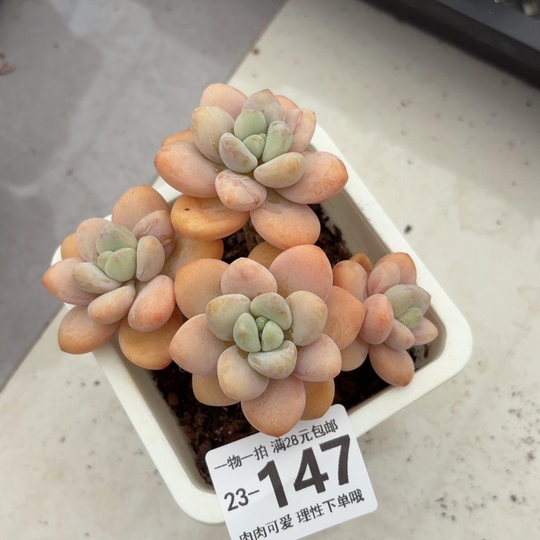 珍妮手指无盆土发货无盆