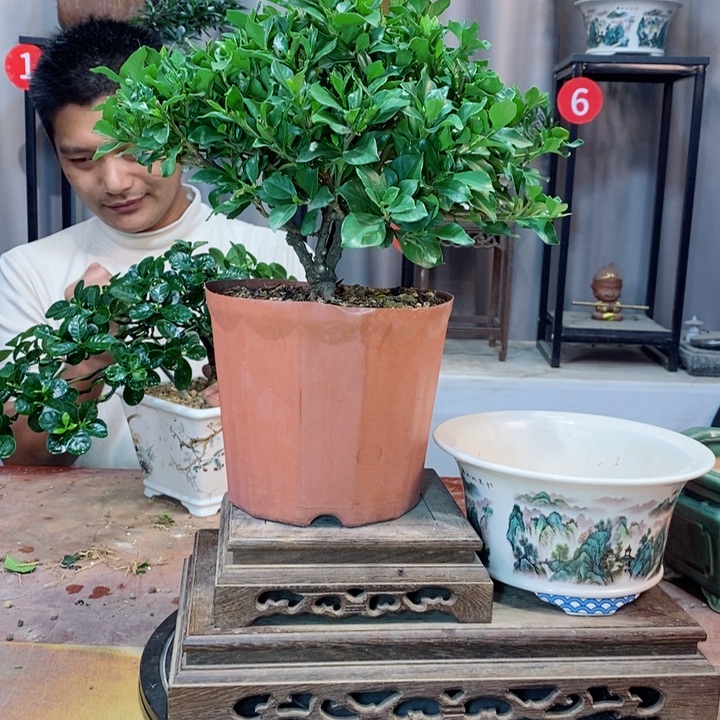 完全开放栀子花开了