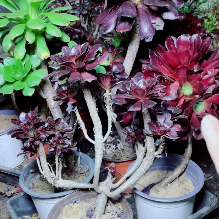 多肉植物组合323