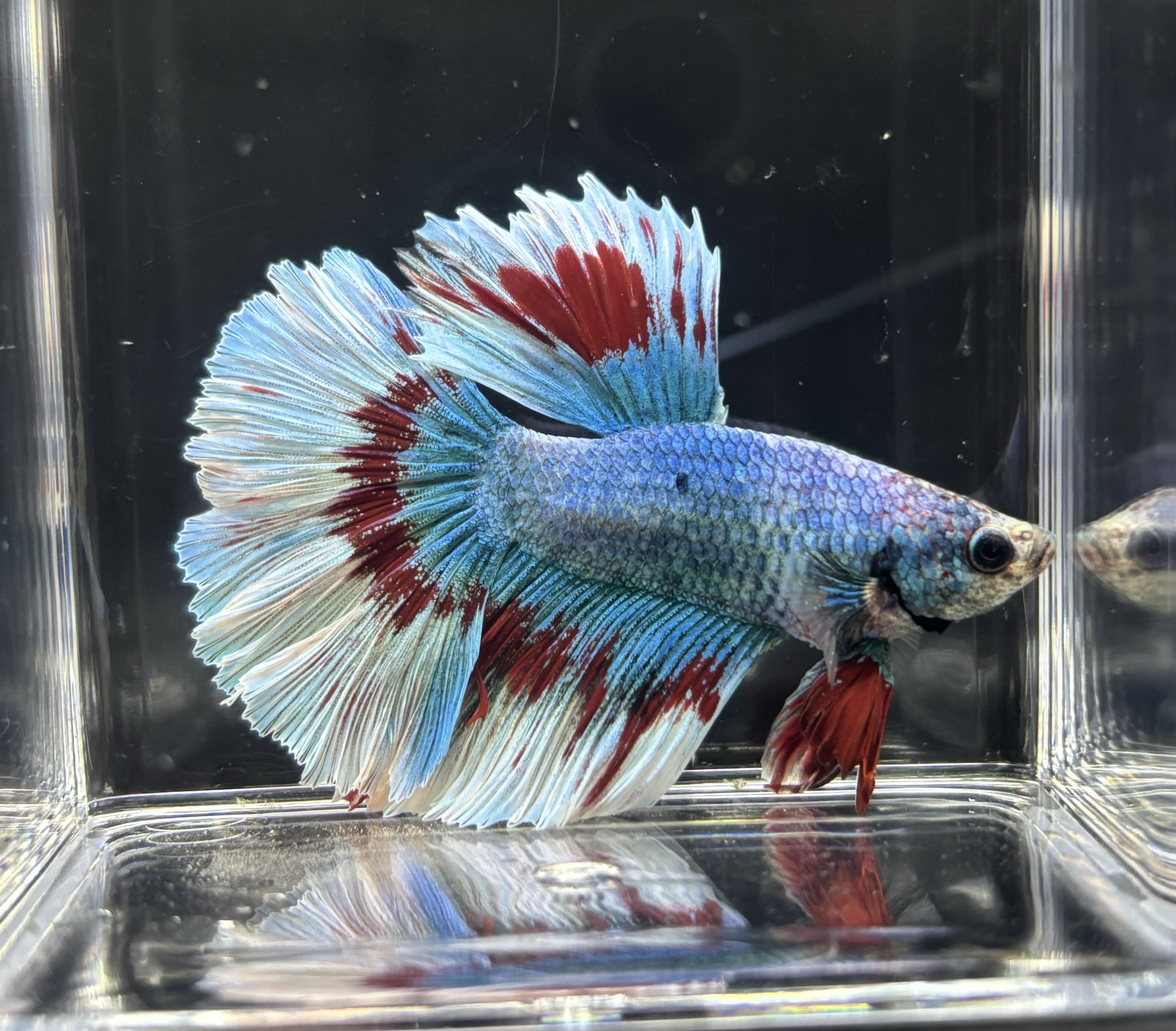 145-216号精品泰国斗鱼【直播间选鱼】小型淡水热带观赏鱼